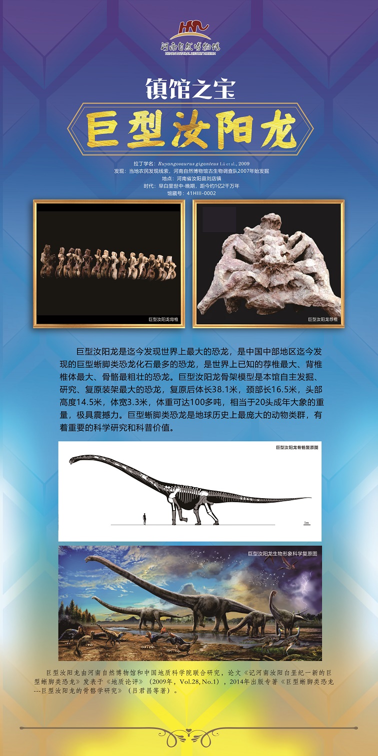 阳龙