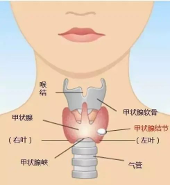 38岁男教师嗓音嘶哑235