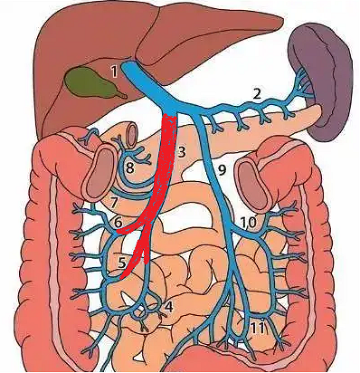 腹壁下静脉图解图片