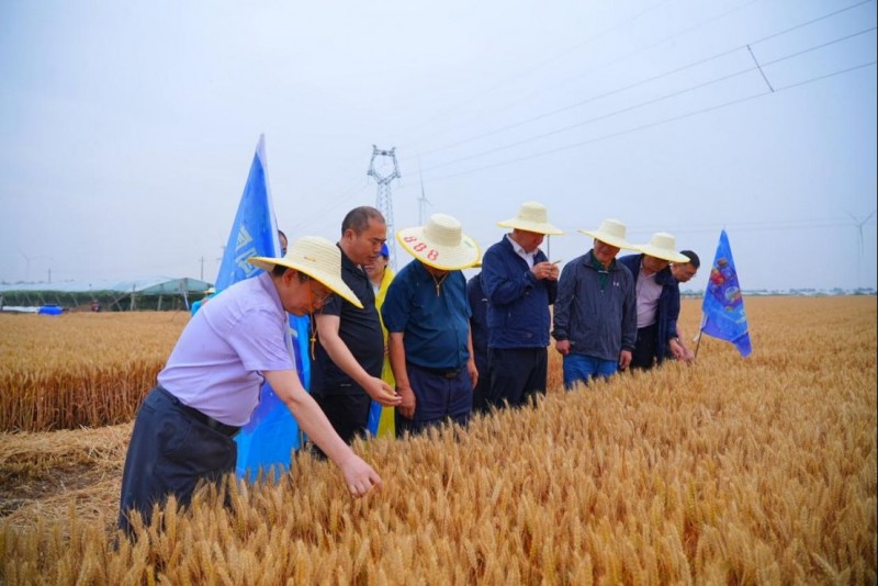冠菌素在夏邑田间示范实现亩产提升12.65% 国家重点研发项目助推小麦绿色增产v561