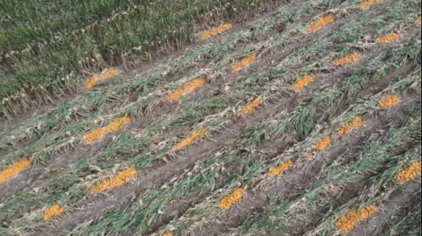 河南多地多举措守护秋粮安全2435