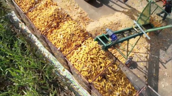 河南多地多举措守护秋粮安全2698