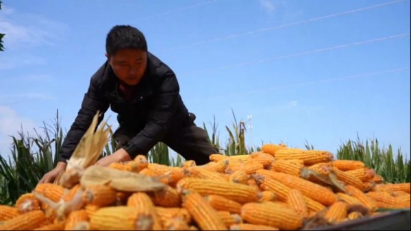 河南多地多举措守护秋粮安全2806